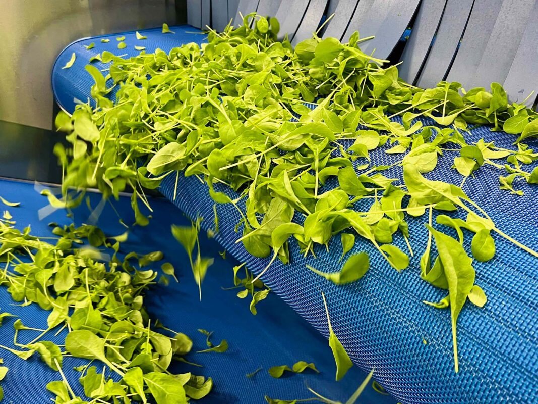 controlled environment agriculture salad processing