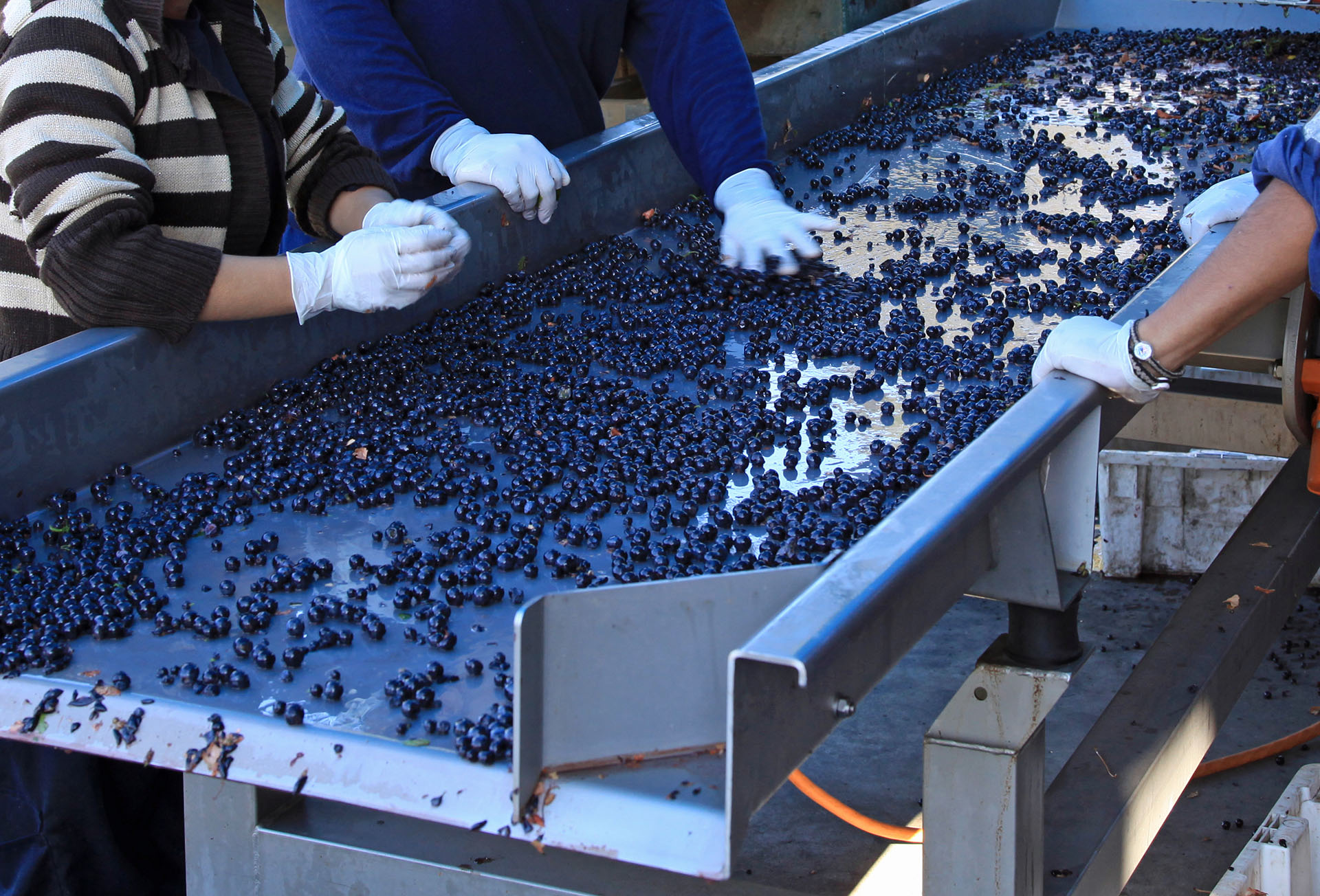 wine grape processing solutions