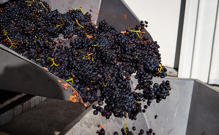 wine grape processing automation solutions