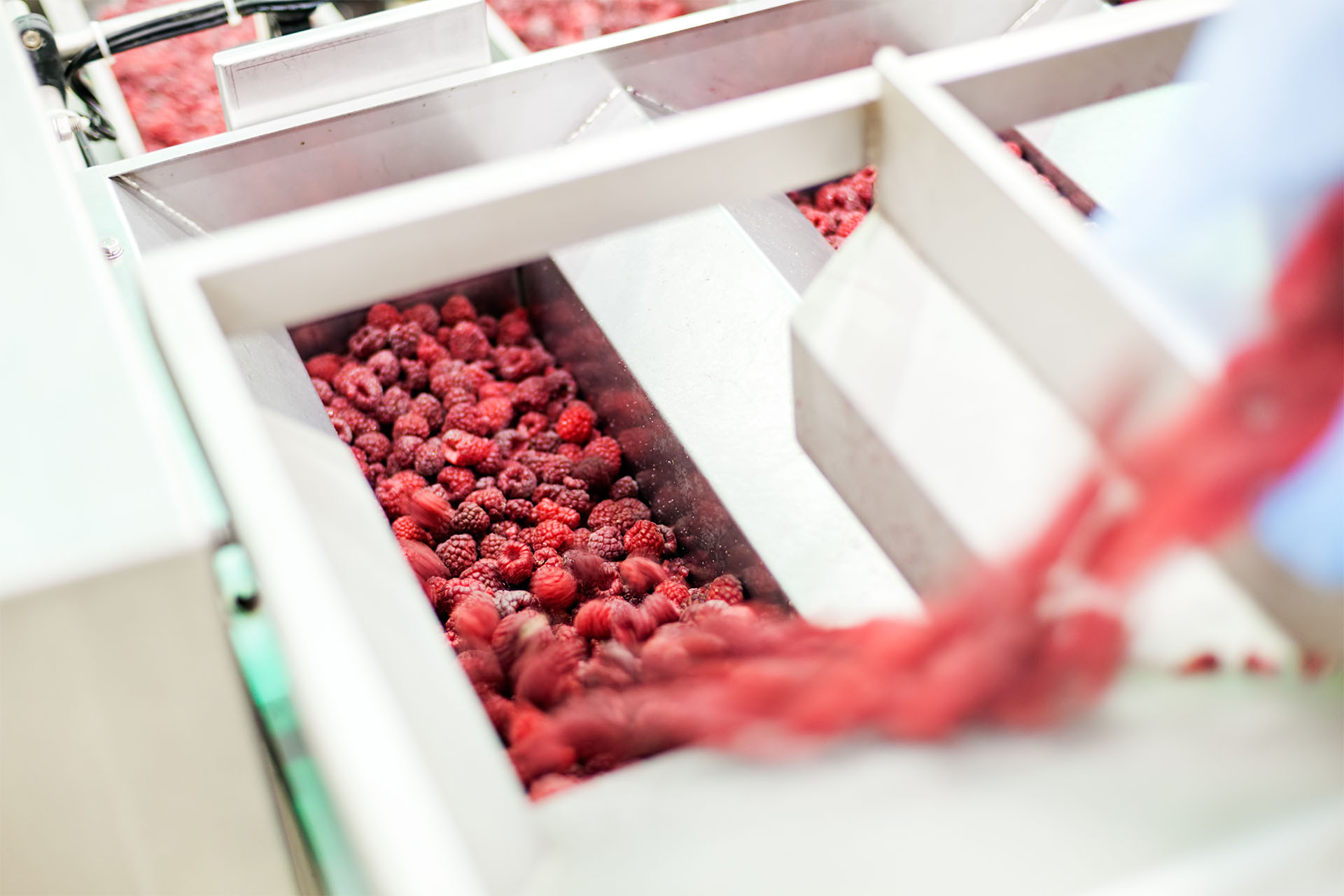 berries food processing