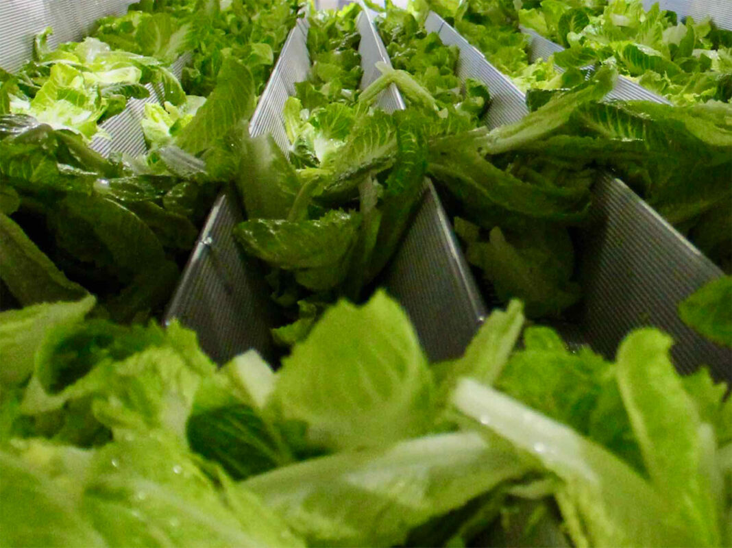 fresh cut produce solutions by monterey foodtech salad