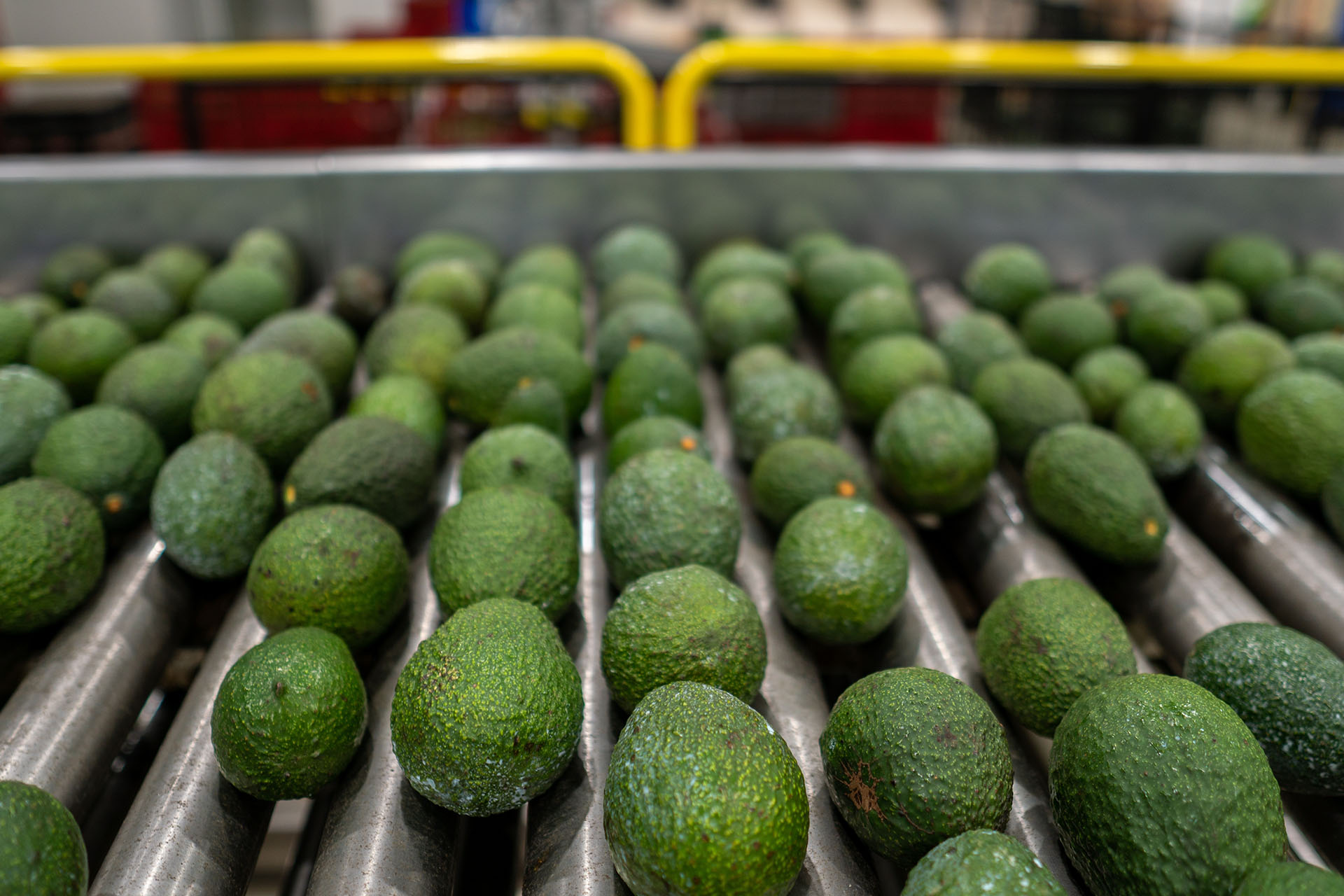 post harvest solutions avocado processing