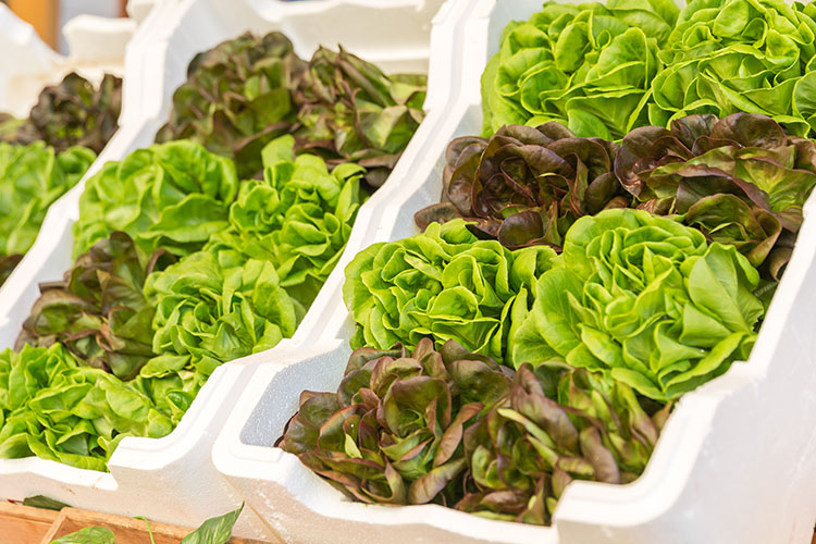 post harvest solutions by monterey food tech harvested salad