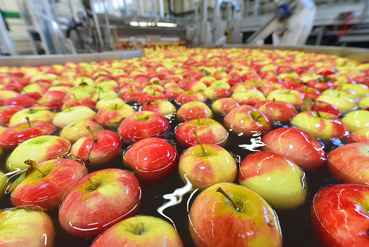 post harvest solutions by monterey foodtech harvested apples