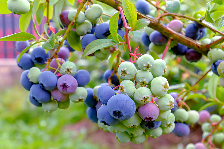 vinerizon ai app for grapes and berry management