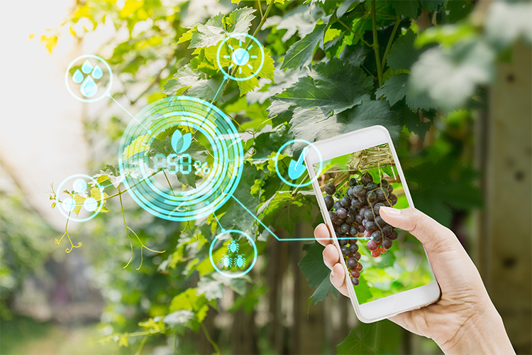 vinerizon app for berry and grapes management