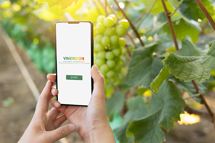 vinerizon app ai for berry and grape management