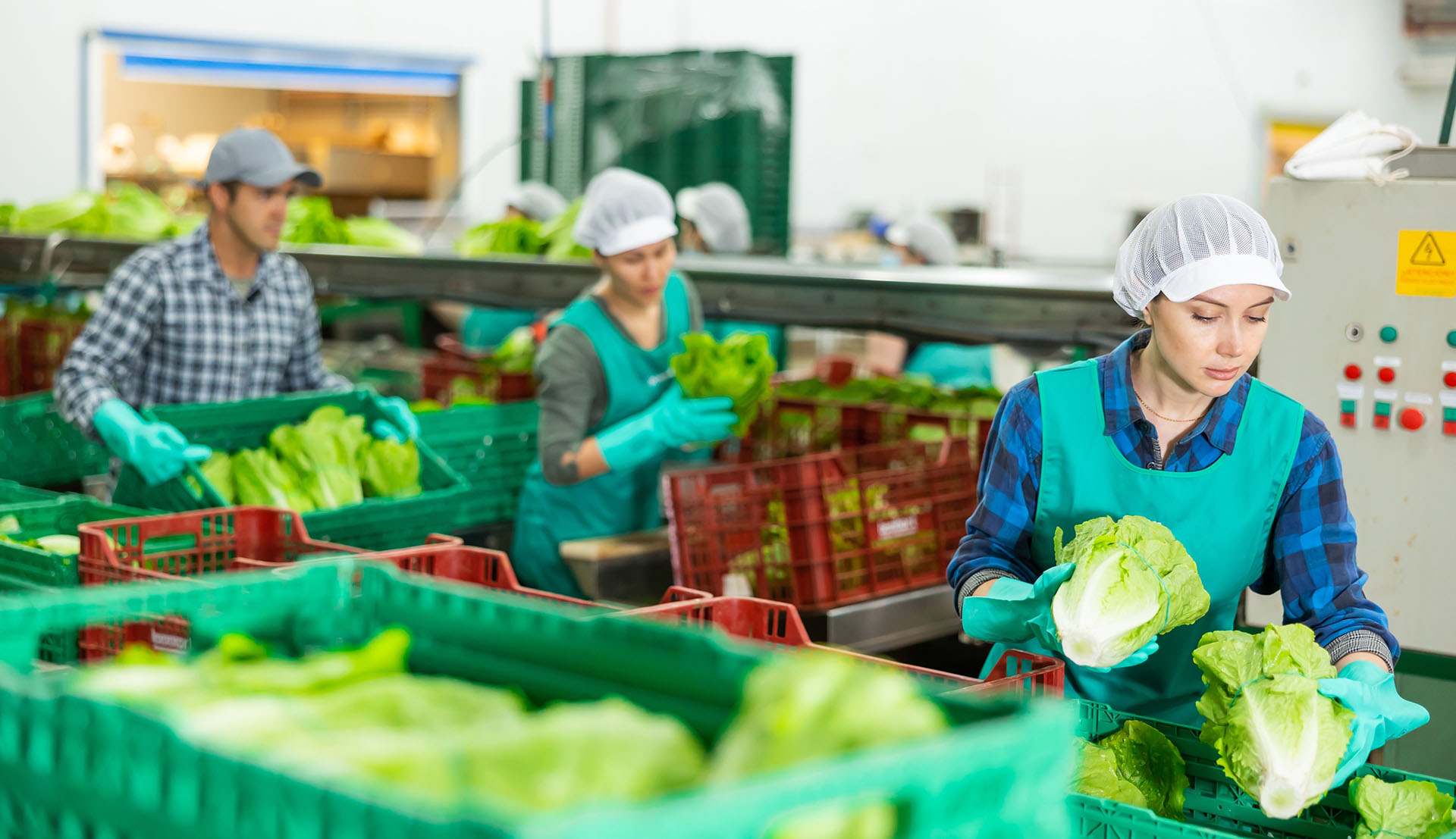 Contact Monterey FoodTech for food automation solutions